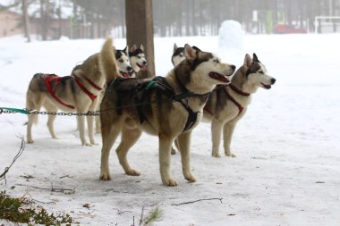 A pack of huskies in harness. clipart