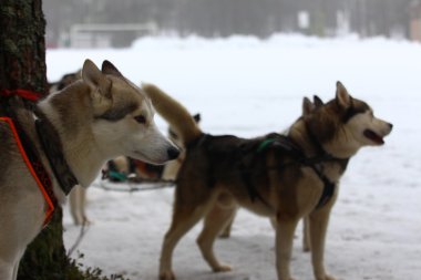 Siberian dış yapraklar koşum takımı içinde.