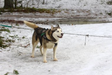 Siberian dış yapraklar koşum takımı içinde.