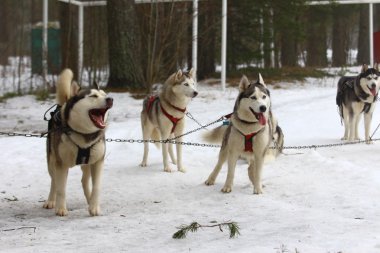 Huskies koşum takımı içinde bir paket.
