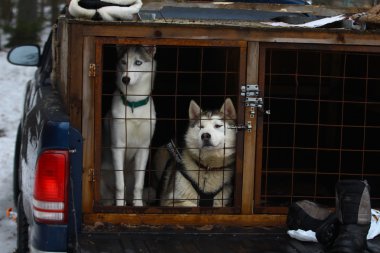 Two Siberian husky in a cage. clipart