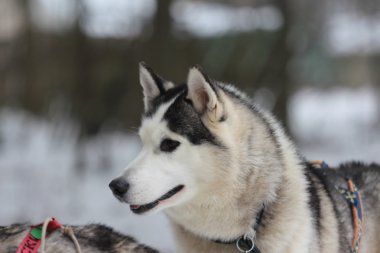 Emniyet kemeri Sibirya husky kahverengi gözleri.