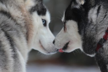 Siberian dış yapraklar ve Alaskan Malamute seviyorum. Hayvanlar arasındaki ilişki.