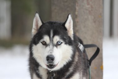 Alaskan malamute namlu.