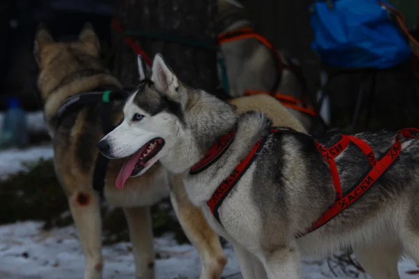 Un husky siberiano en arnés . — Foto de Stock