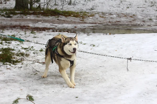 Un husky siberiano con imbracatura . — Foto Stock