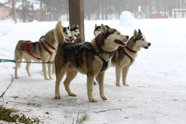 Huskies koşum takımı içinde bir paket.