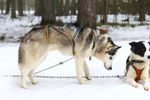 En Siberian husky i sele. — Stockfoto