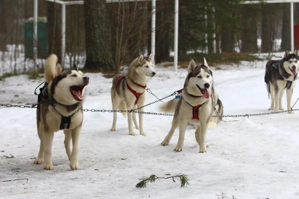 Un paquet de huskies en harnais . — Photo