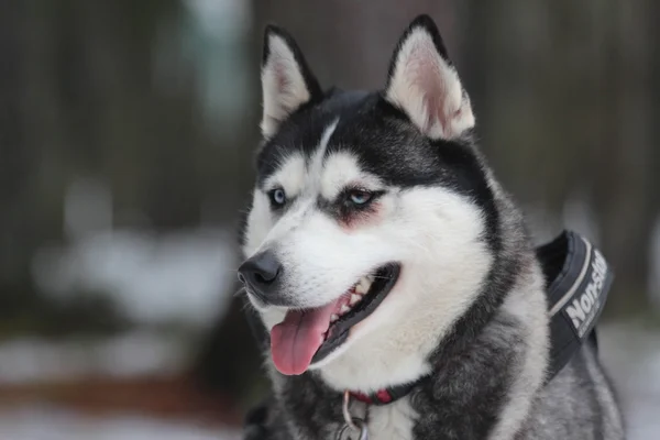 Alaskan malamute snuit. — Stockfoto