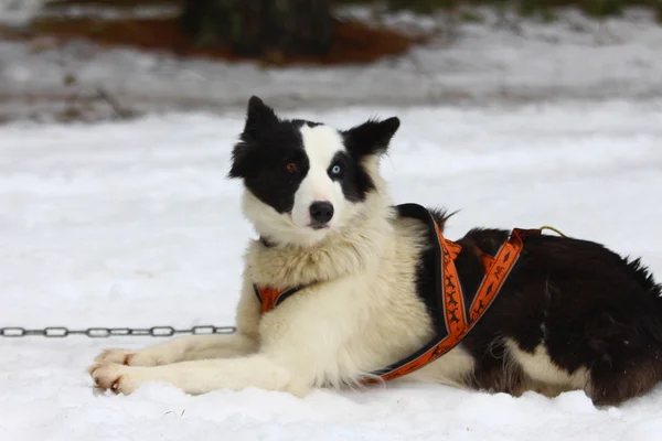 Besondere Fellfarbe Hund mit einem blauen und einem braunen Auge. — Stockfoto