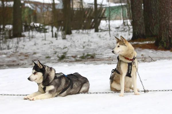 Koşum takımı içinde iki dış yapraklar.