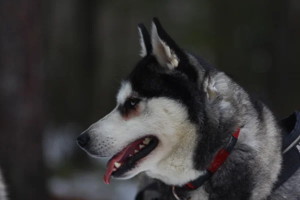 Alaskan malamute koşum takımı.