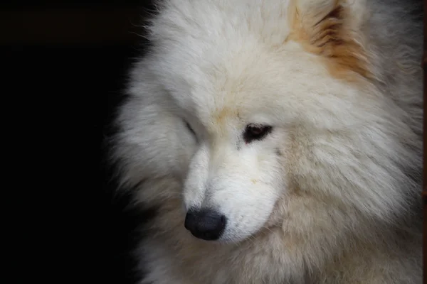 Samoyed cão isolado em preto . — Fotografia de Stock