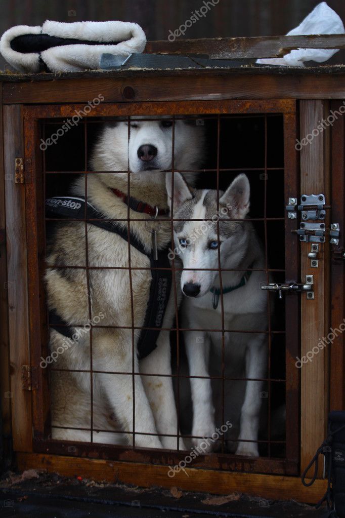siberian husky cage