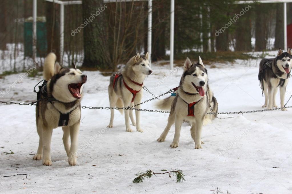 Are Huskies Pack Dogs