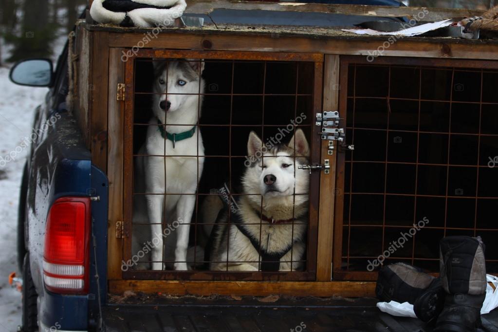 Two Siberian husky in a — Stock Photo © Maria_ #77444752