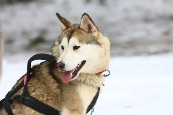 En Siberian husky i sele. — Stockfoto