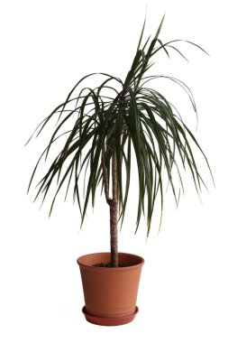 Ev palm (Dracaena marginata)