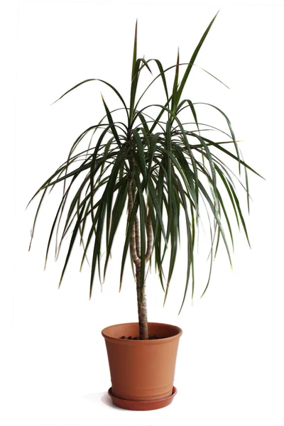 Dracaena plant in pot isolated on white background — Stock Photo, Image