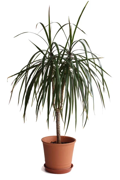 Dracaena plant in flower pot — Stock Photo, Image