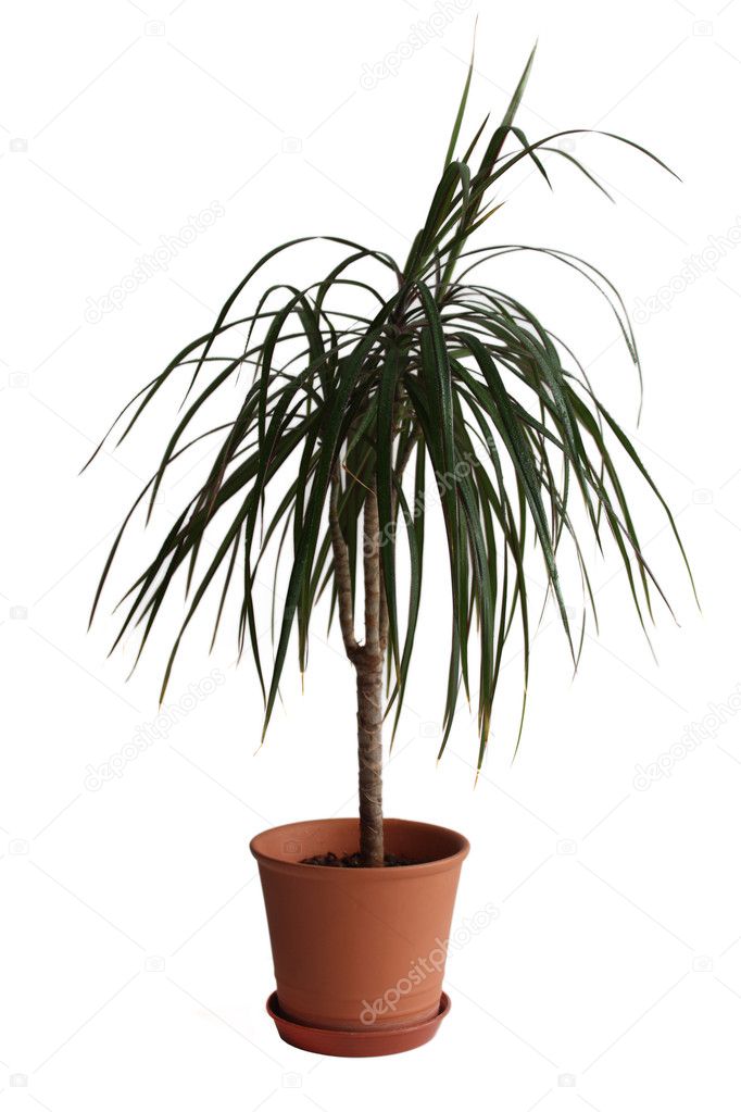 House palm (Dracaena marginata)