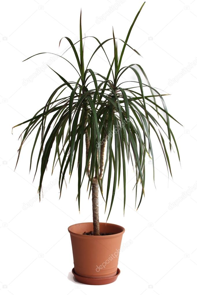 Dracaena plant in flower pot