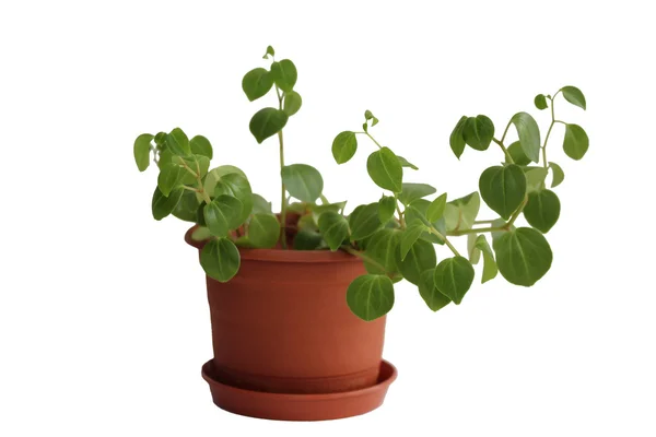 Peperomia obtusifolia. Ev bitkisi saksının üzerinde.