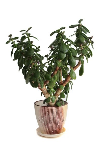 evde bitki yeşim bitkisi