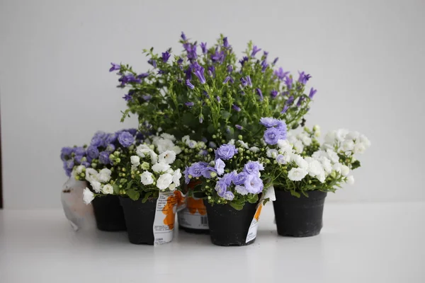 Five campanula flowerpot isolated on grey — Stock Photo, Image