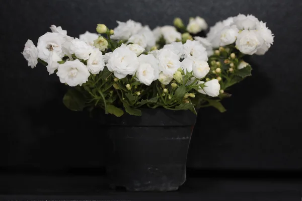 黒に分離された植木鉢で白のホタルブクロ — ストック写真