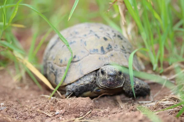 Sköldpadda i gräset. — Stockfoto