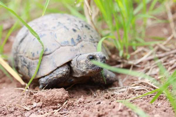 Sköldpadda i gräset. — Stockfoto