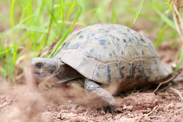 Sköldpadda i gräset. — Stockfoto