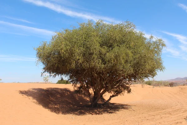 Çölde yalnız ağacı.