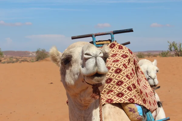 Een profiel van de kameel. — Stockfoto