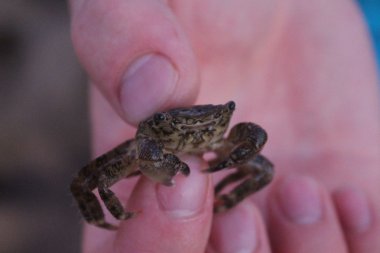 Yengeç elinde tutan bir adam.