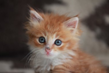 Genç zencefil Siberian kedi.