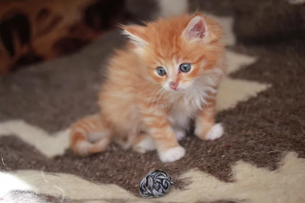 Young ginger Siberian cat. — Stock Photo, Image