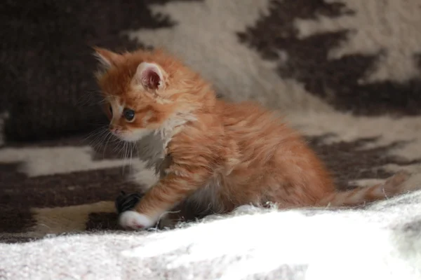 Young ginger Siberian cat. — Stock Photo, Image