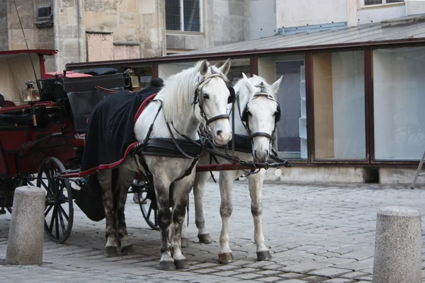 Güzel beyaz at koşum takımı, Viyana.
