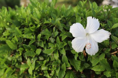 Yeşil arkaplanda amber çiçeği