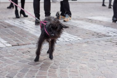 Güzel siyah köpek yavrusu sahibinin yanında şakacı ve meraklı..
