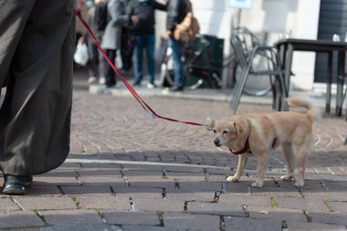 Efendinin yanında kırmızı tasmalı küçük bir köpek..