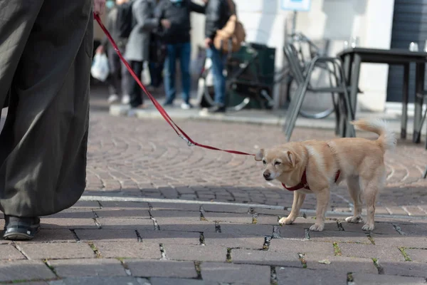 A small dog with a quiet red leash next to his master.