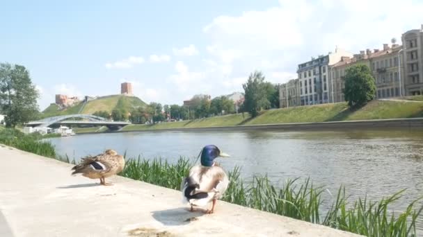 Vilnius Lituanie Canards Sur Quai Neris — Video