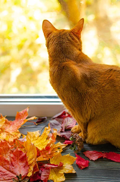 Abisinio gato de color naranja sentado en el alféizar de la ventana y mirando a través de la ventana con otoño hojas amarillas caídas. — Foto de Stock