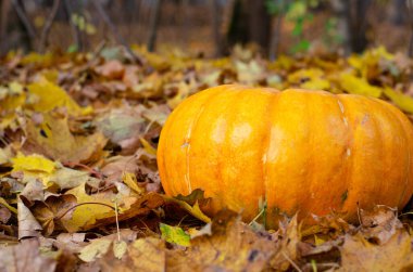 Ormandaki sarı yaprakların arka planında olgun turuncu-sarı balkabağı. Cadılar Bayramı ve yeni hasat konsepti.
