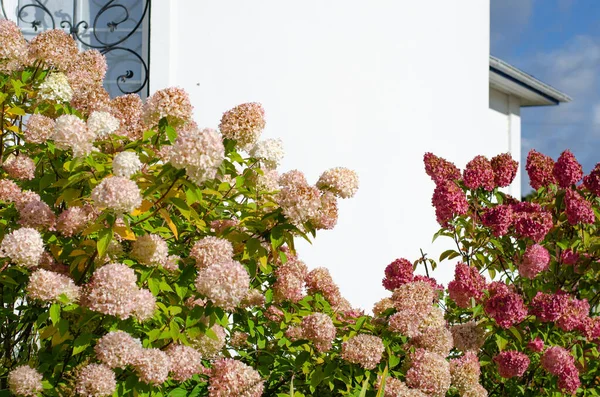 Christelijk-orthodoxe kerk met christelijk kruis in Rusland. Witte stenen muren en mooie roze bloemen op een bloembed in de tuin.. — Stockfoto