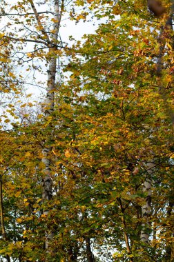 Sonbahar parkında mavi gökyüzüne karşı sarı yapraklı akçaağaç ağaçları..